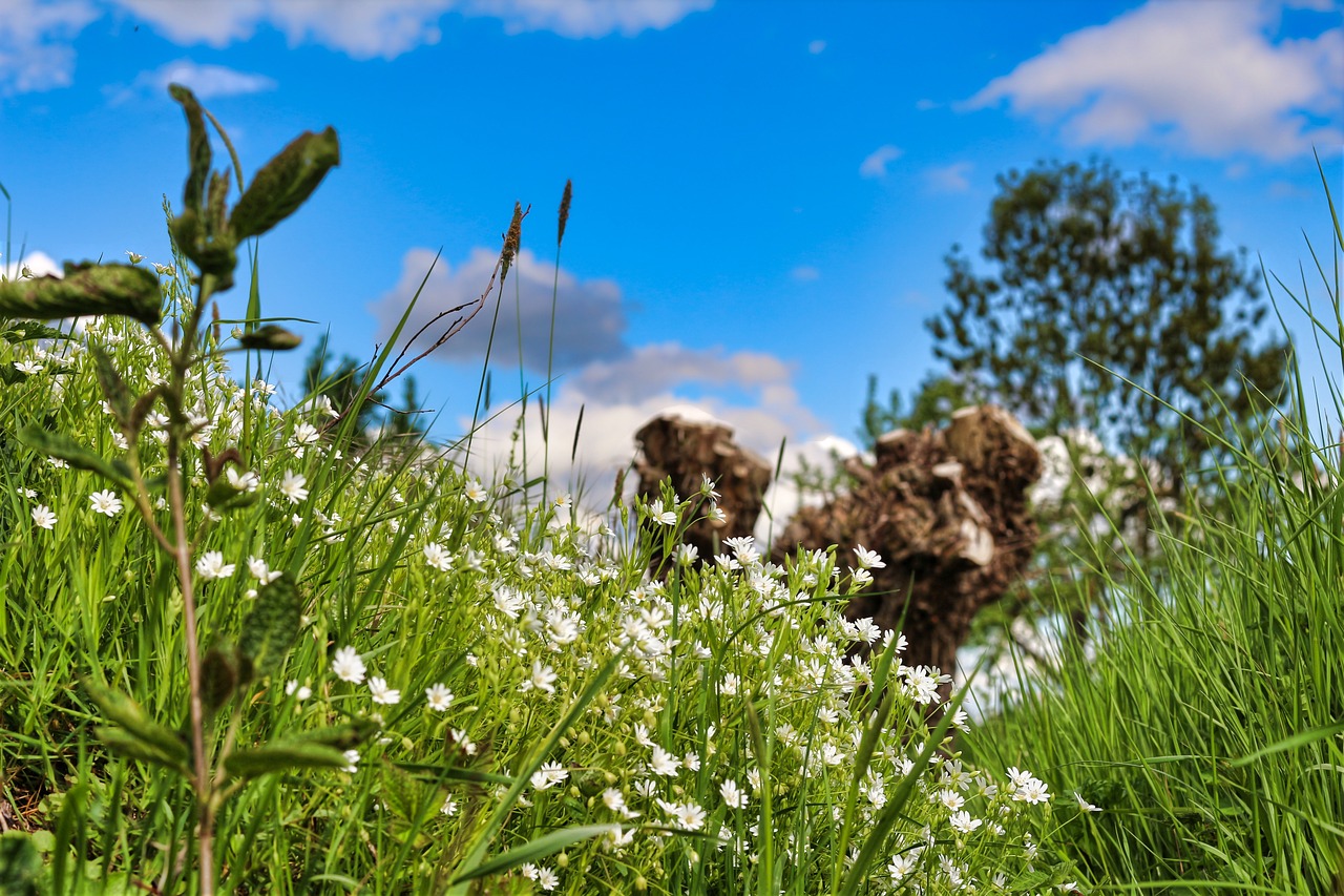 Bachblüten wirken immer